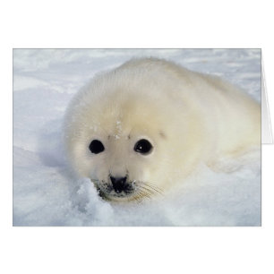 Fluffy Harp Seal Pup