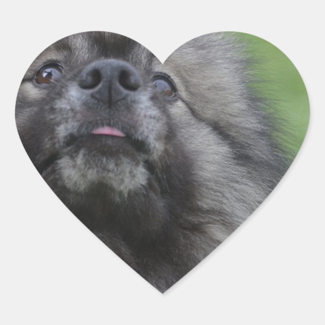 Fluffy Keeshond Heart Sticker (Front)