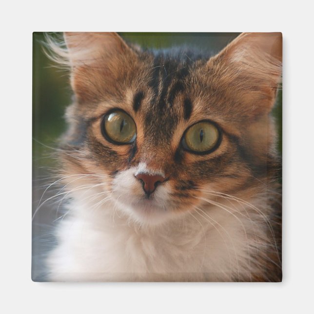 Fluffy Kitten with Green Eyes Photo Magnet (Front)