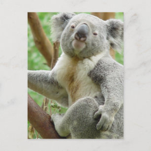 Fluffy Koala  Postcard