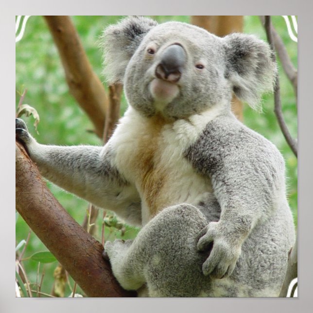 Fluffy Koala Poster (Front)