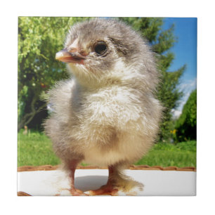 fluffy little chicken tile