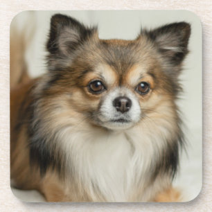 Fluffy Long Haired Chihuahua Puppy Dog Coaster