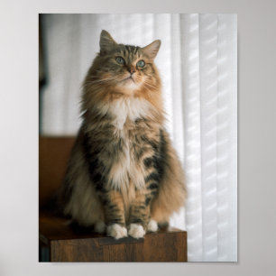 Fluffy Long-Haired Tabby Cat Portrait Poster