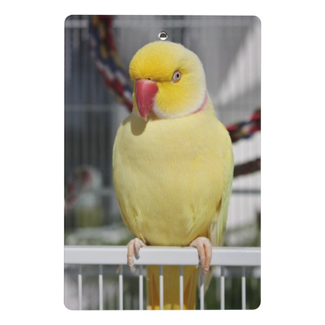 Fluffy Lutino Indian Ringneck Parakeet Mini Clipboard (Back)