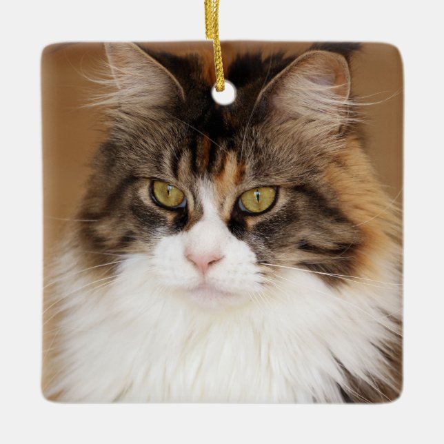Fluffy Maine Coon Cat Ceramic Ornament (Front)