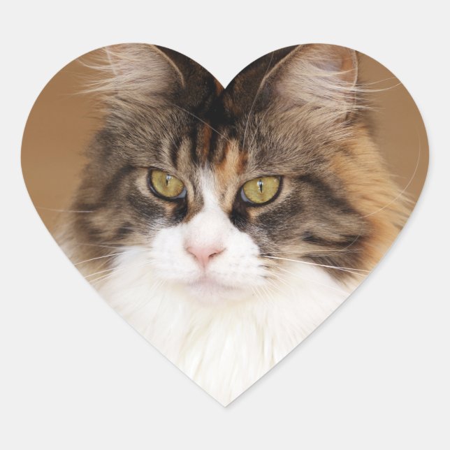 Fluffy Maine Coon Cat Heart Sticker (Front)
