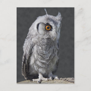 Fluffy Owlet Postcard