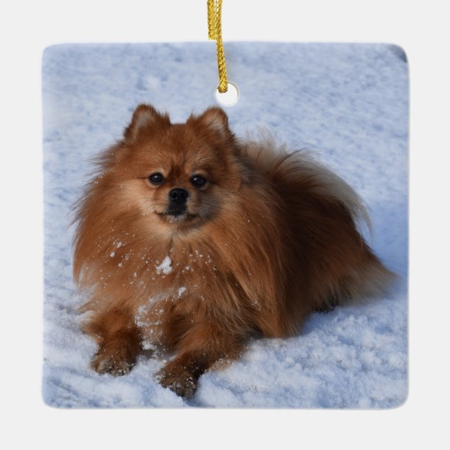 Fluffy Pomeranian Puppy Dog in the snow Ceramic Ornament (Front)