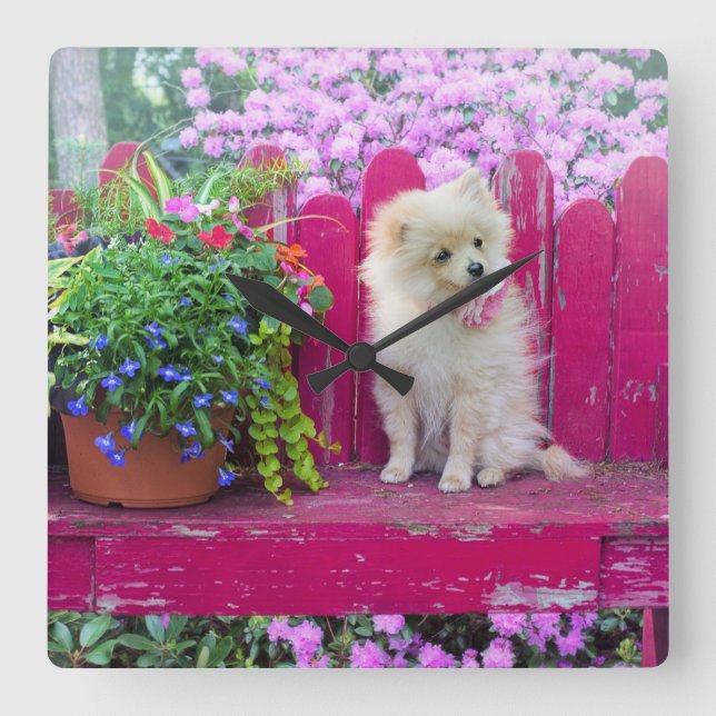 Fluffy Pomeranian Puppy on Rustic Garden Bench Square Wall Clock (Front)