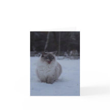 Fluffy Ragdoll Chat dans la carte de voeux de neig