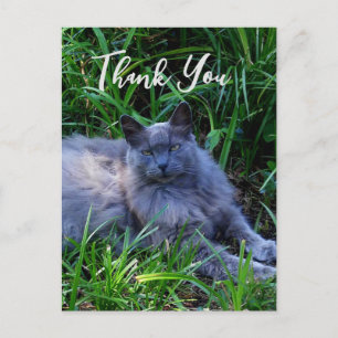 Fluffy Russe Blue Cat Carte de remerciements