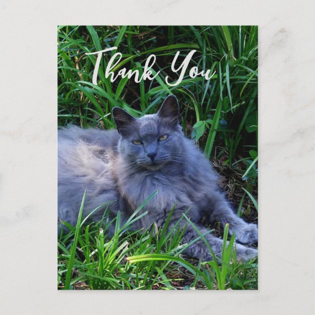 Fluffy Russe Blue Cat Carte de remerciements (Devant)