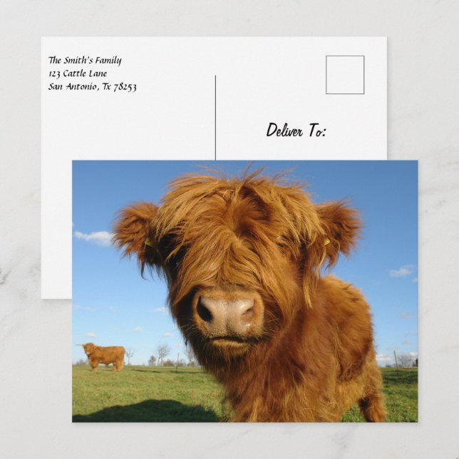 Fluffy Scottish Highland Cow - Blue Sky Postcard (Front/Back)