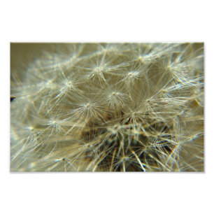 Fluffy Sphere - Photo Print