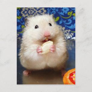 Fluffy Syrian Hamster Kokolinka Postcard