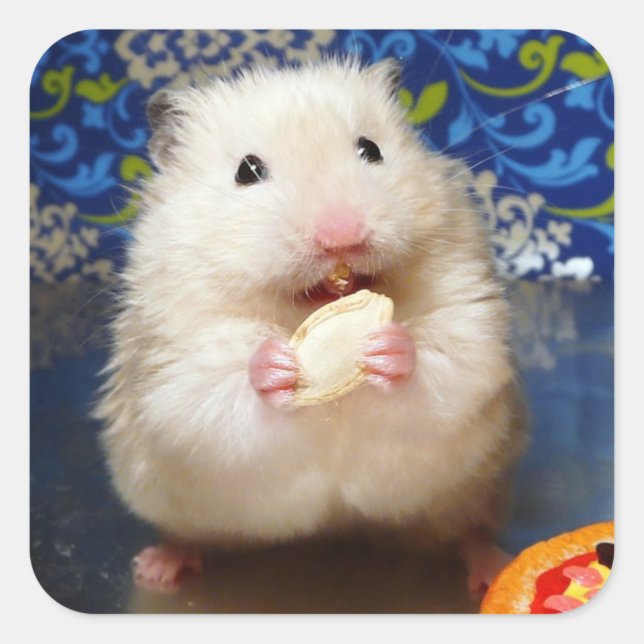 Fluffy Syrian Hamster Kokolinka Square Sticker (Front)