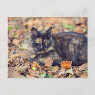 Fluffy Tortoiseshell Kitty in Autumn Postcard