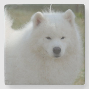 Fluffy White American Eskimo Dog Stone Coaster