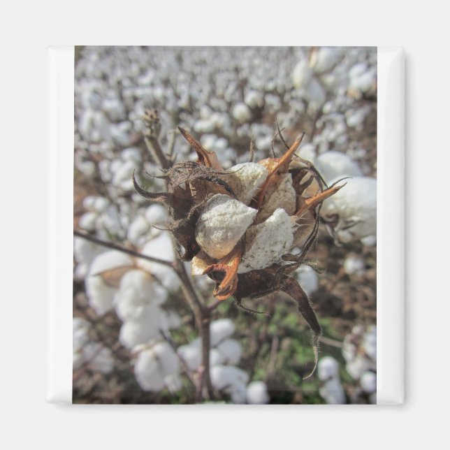 Fluffy White Cotton Bolls Magnet (Front)