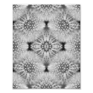 Fluffy White Dandelions Abstract Nature 8x10 Photo Print