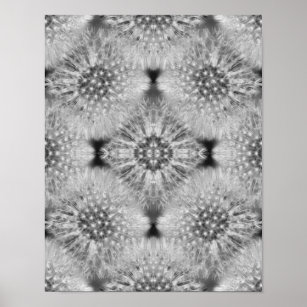 Fluffy White Dandelions Abstract Nature  Poster