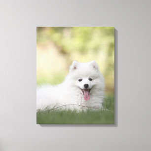 Fluffy White Keeshond Puppy Canvas Print