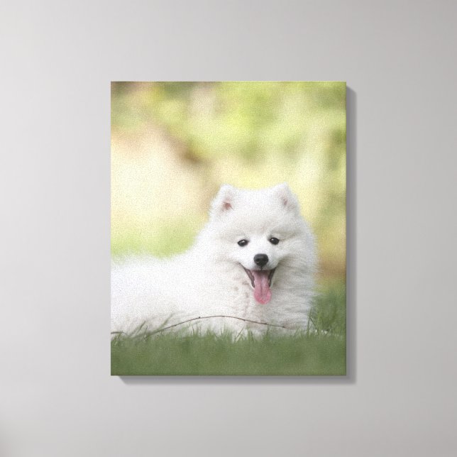 Fluffy White Keeshond Puppy Canvas Print (Front)