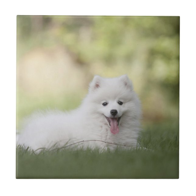 Fluffy White Keeshond Puppy Tile (Front)