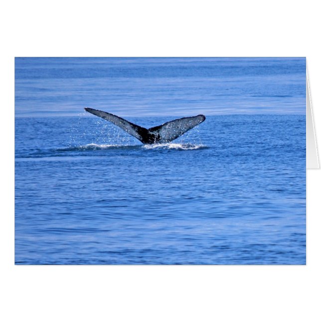 Fluke de baleine à bosse (Devant horizontal)