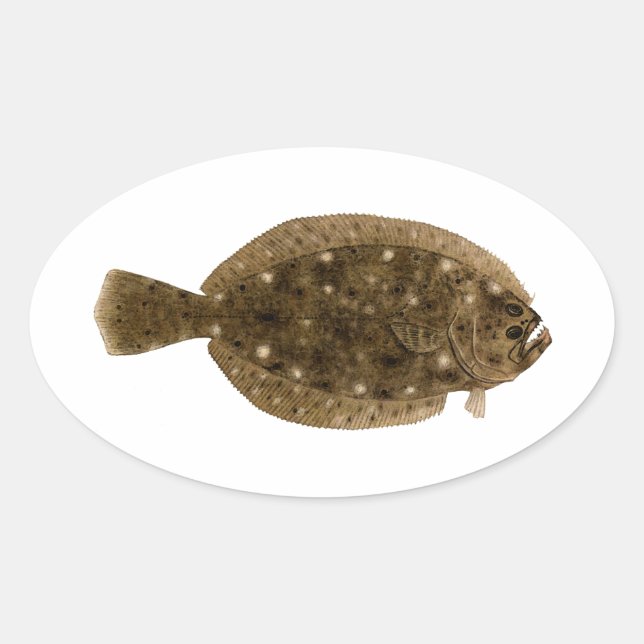 Fluke - Summer Flounder Oval Sticker (Front)