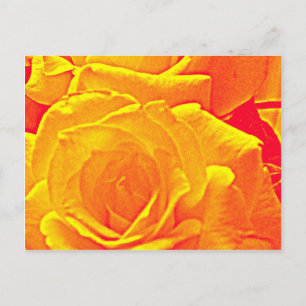 fluorescent rose orange postcard