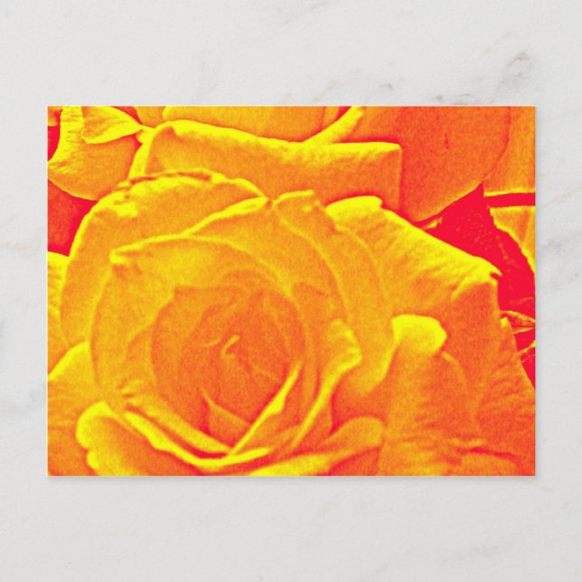 fluorescent rose orange postcard (Front)
