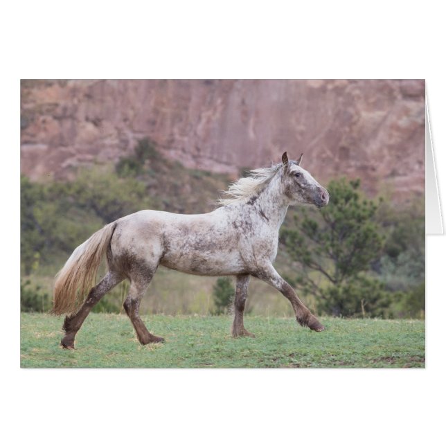 Flurry's Run - Galloping to Freedom Greting Card (Front Horizontal)