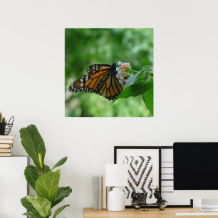 Fluttering Monarch Butterfly on Flower Poster