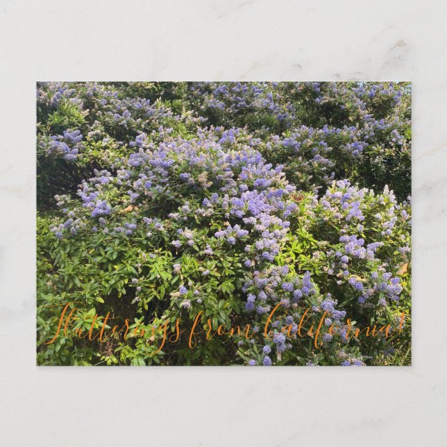 Flutterings from California: Ceanothus Postcard (Front)