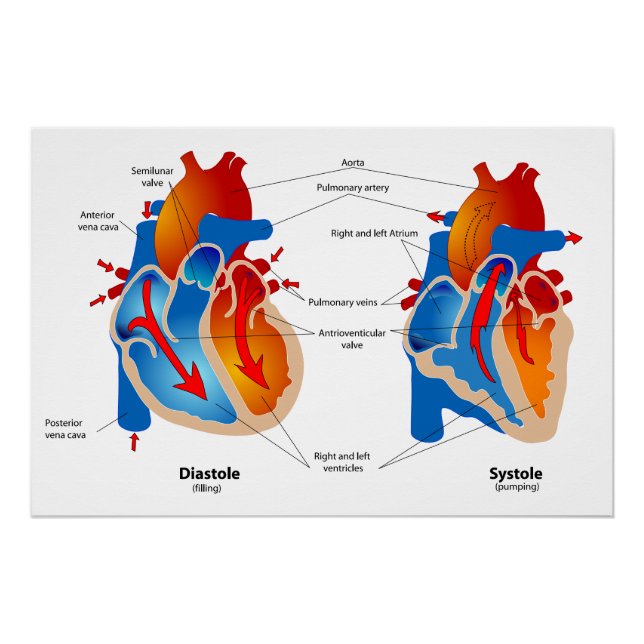 Flux de sang du coeur Carte Médicale Glossy Poster (Devant)