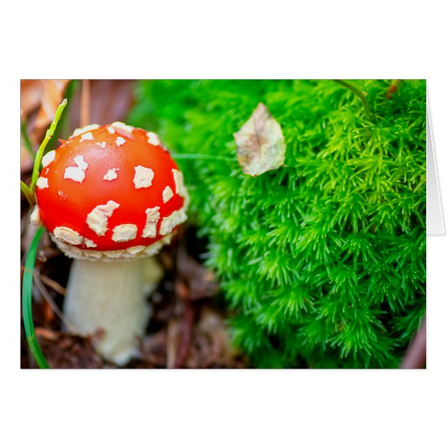 Fly agaric mushroom (Front Horizontal)