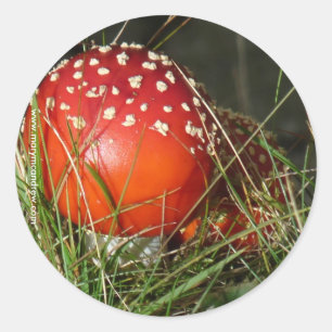 Fly Agaric Mushroom stickers