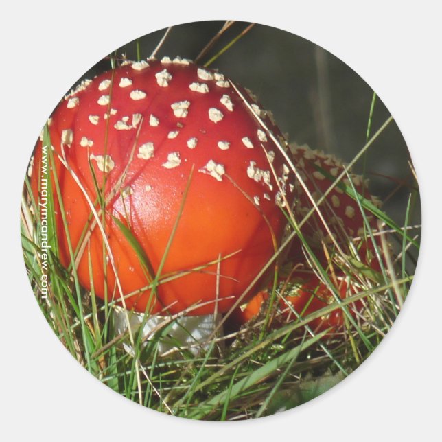Fly Agaric Mushroom stickers (Front)