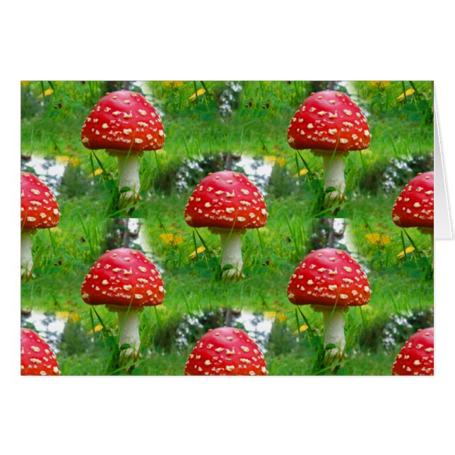 Fly Agaric Mushrooms (Front Horizontal)