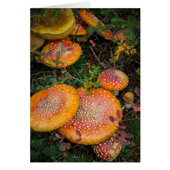 Fly agaric mushrooms at Mowich Lake (Front)