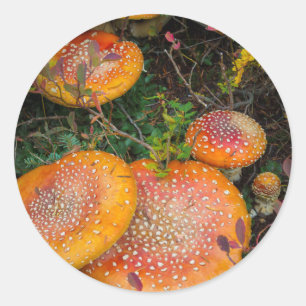 Fly agaric mushrooms at Mowich Lake Classic Round Sticker