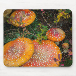 Fly agaric mushrooms at Mowich Lake Mouse Pad