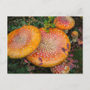 Fly agaric mushrooms at Mowich Lake Postcard