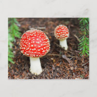 Fly agaric mushrooms