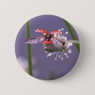 Fly away home 2 inch round button