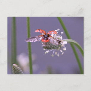 Fly away home postcard