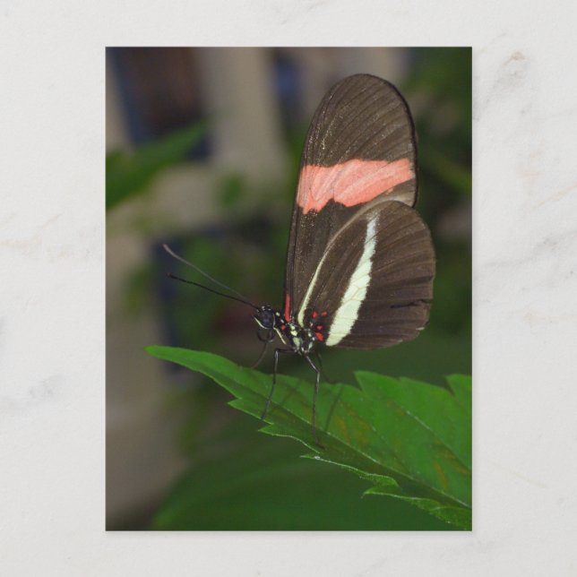 Fly away postcard (Front)