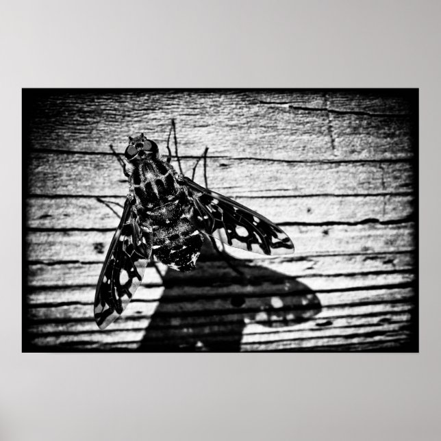 fly back poster (Front)